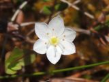 Trientalis europaea