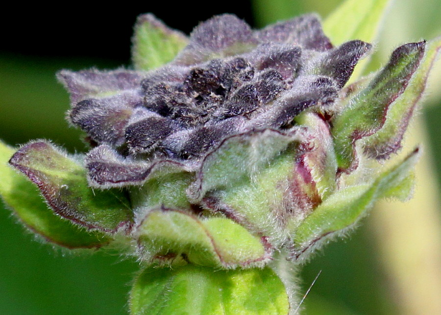 Image of Inula helenium specimen.