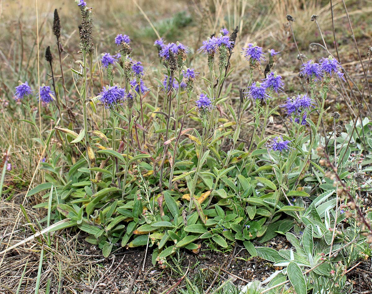 Image of Veronica spicata specimen.