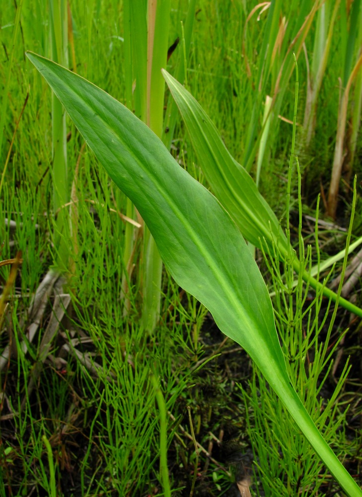 Изображение особи Alisma lanceolatum.