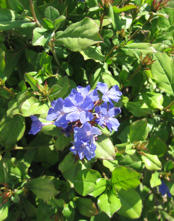 Image of Ceratostigma willmottianum specimen.