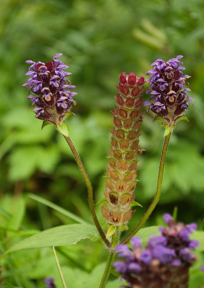 Image of Prunella vulgaris specimen.