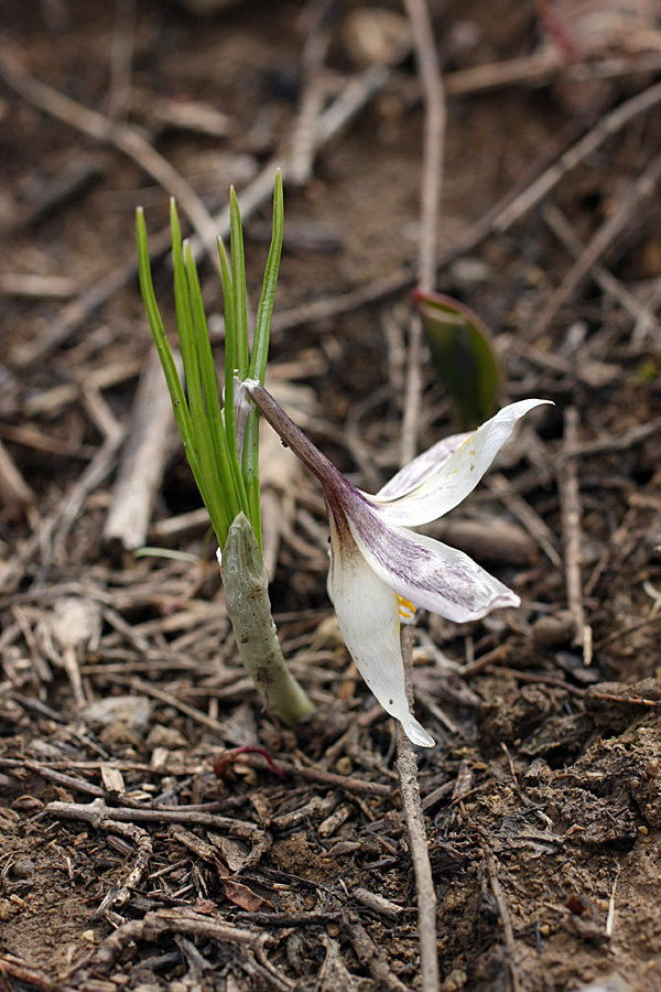 Image of Crocus alatavicus specimen.