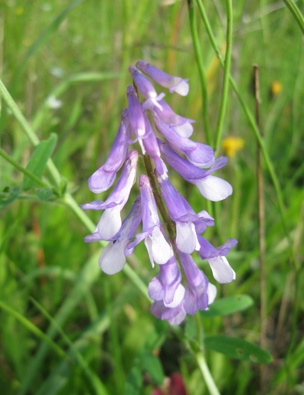 Image of Vicia villosa specimen.