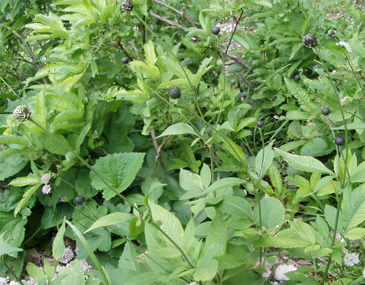 Image of Cephalaria calcarea specimen.