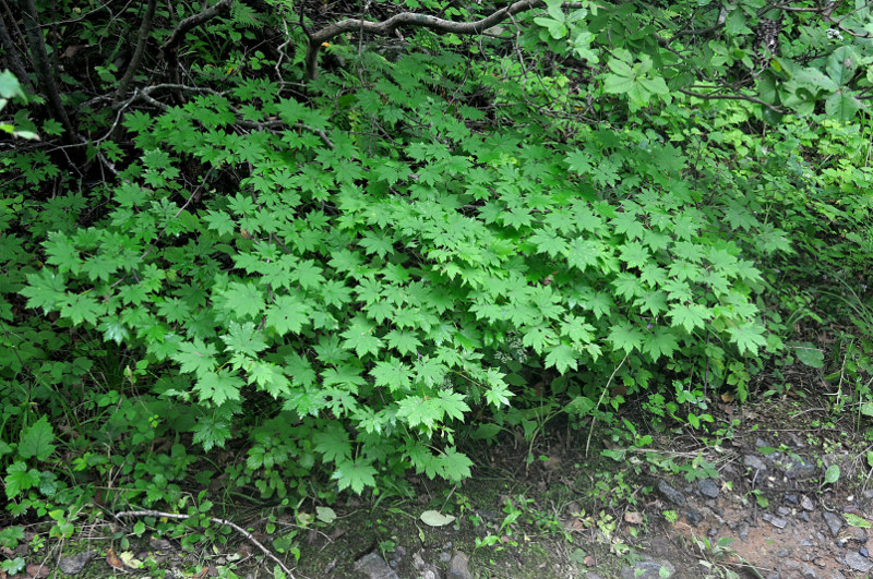 Image of Acer pseudosieboldianum specimen.