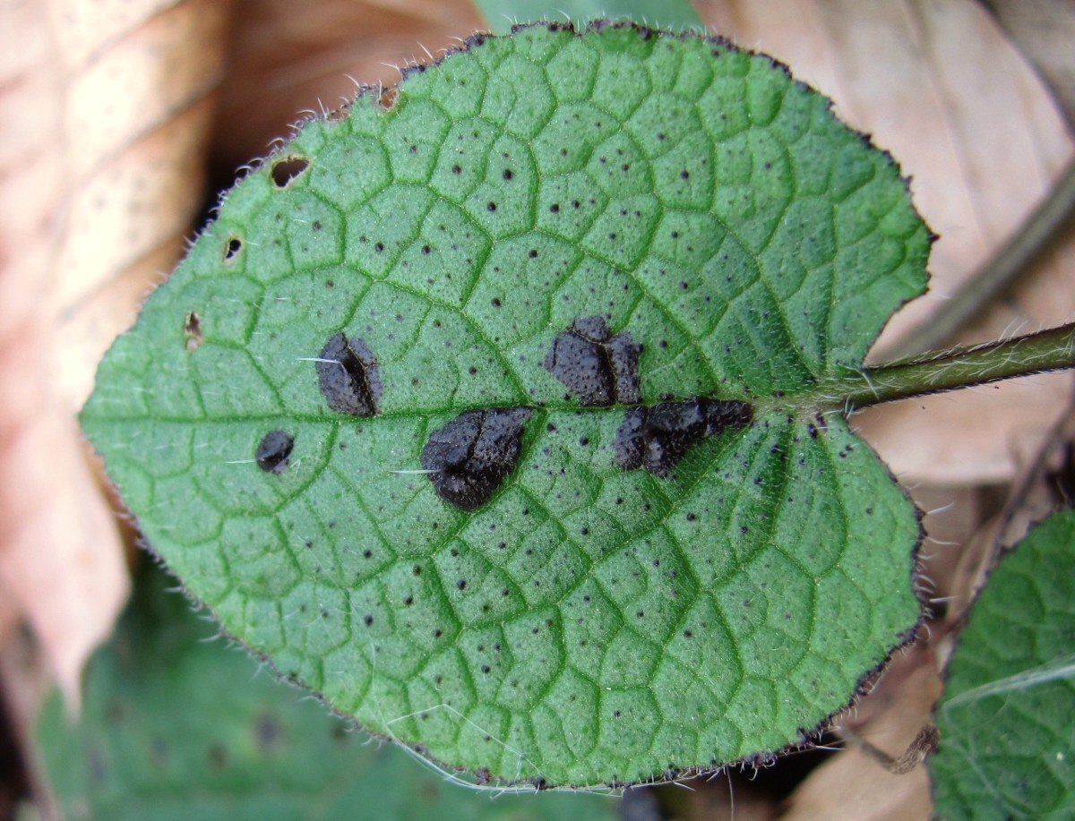 Image of Symphytum grandiflorum specimen.