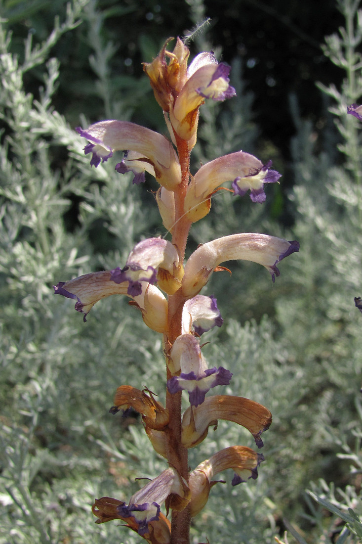 Image of Orobanche cumana specimen.