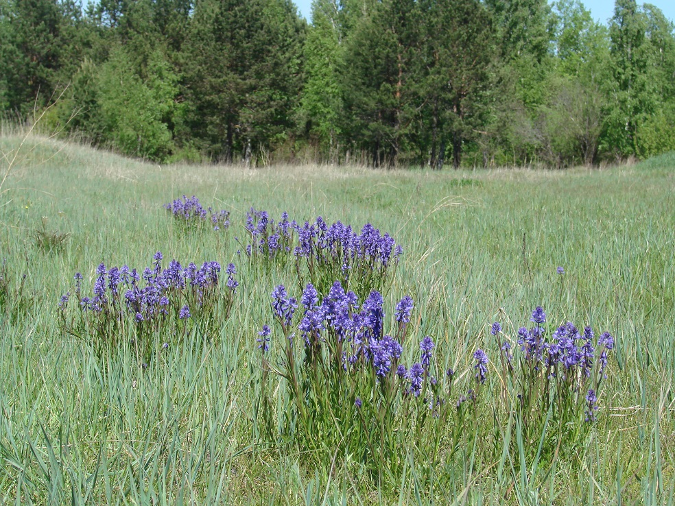 Image of Polygala hybrida specimen.