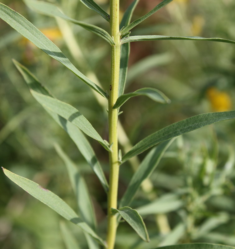 Image of Galatella biflora specimen.