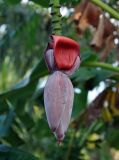 Musa acuminata. Соцветие. Андаманские острова, остров Нил, в культуре. 02.01.2015.