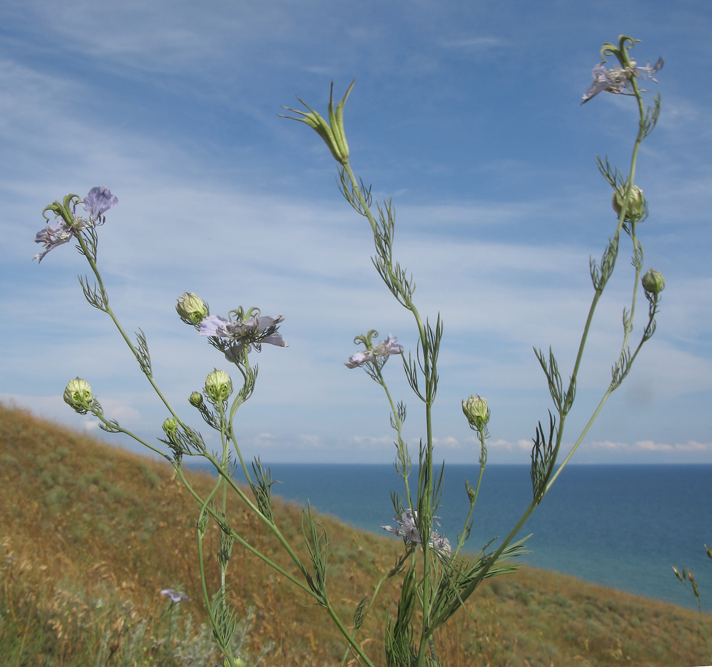 Image of Nigella arvensis specimen.