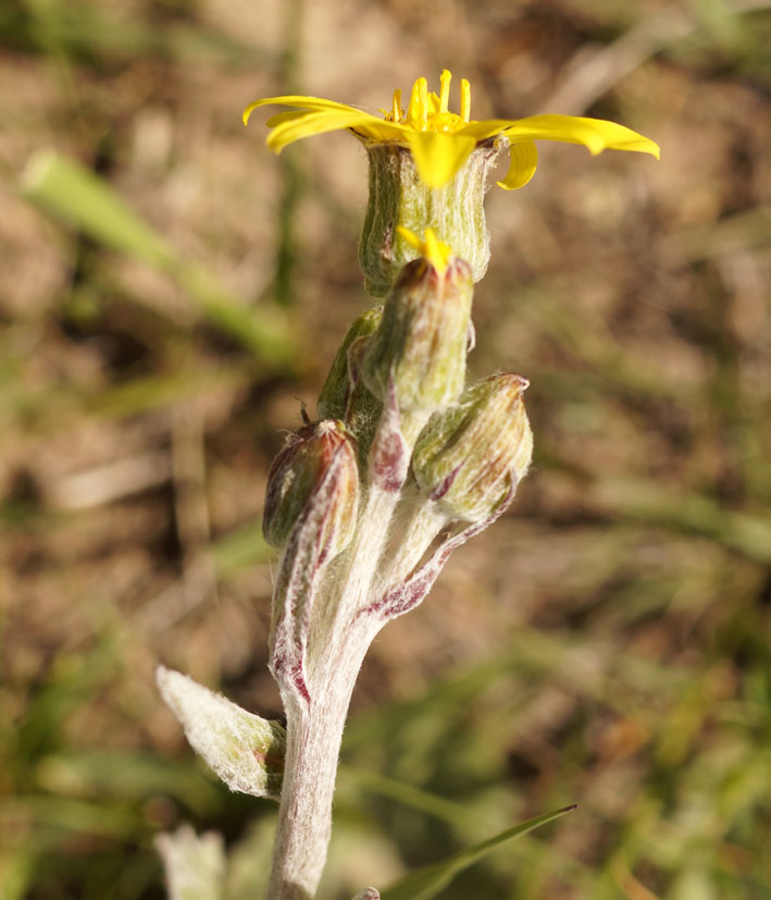 Image of Ligularia narynensis specimen.