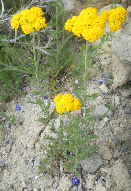 Image of Achillea arabica specimen.