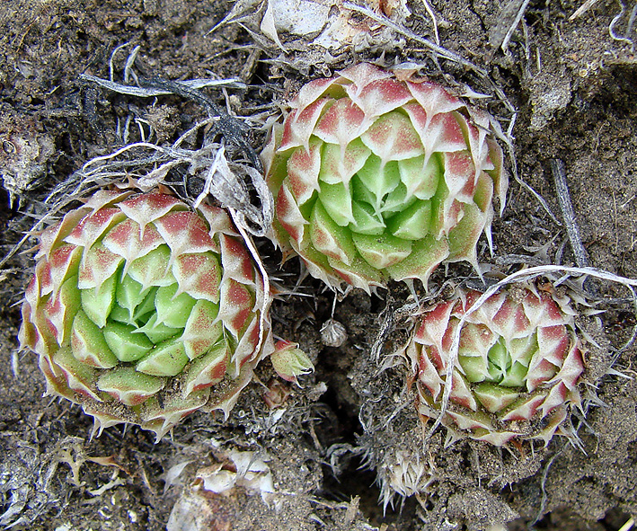 Изображение особи Orostachys spinosa.