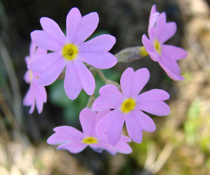 Image of Primula serrata specimen.