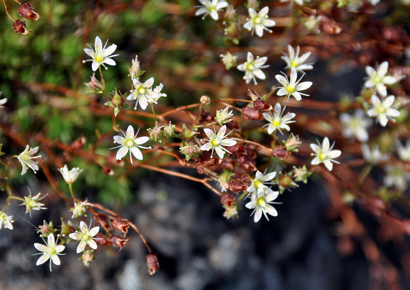 Image of Saxifraga spinulosa specimen.