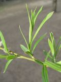 Salix viminalis