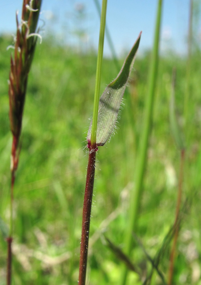 Image of Anthoxanthum odoratum specimen.