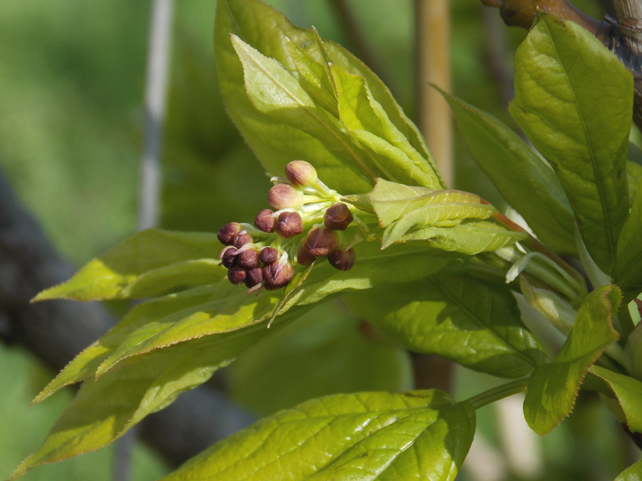 Image of Staphylea pinnata specimen.