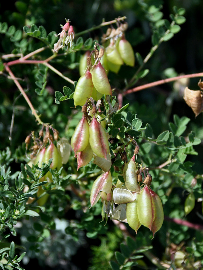 Image of Astragalus membranaceus specimen.