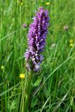 Dactylorhiza incarnata. Верхняя часть цветущего растения. Украина, Киевская обл., Мироновский р-н, региональный ландшафтный парк \"Трахтемиров\", луг. 8 июня 2008 г.