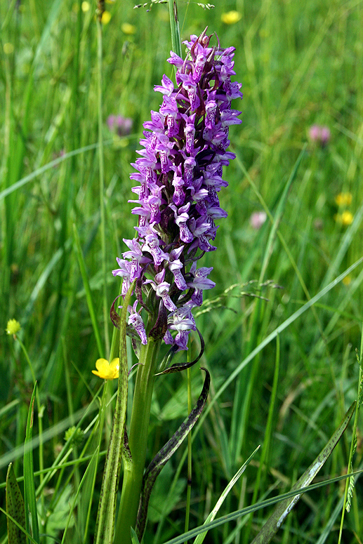 Image of Dactylorhiza incarnata specimen.