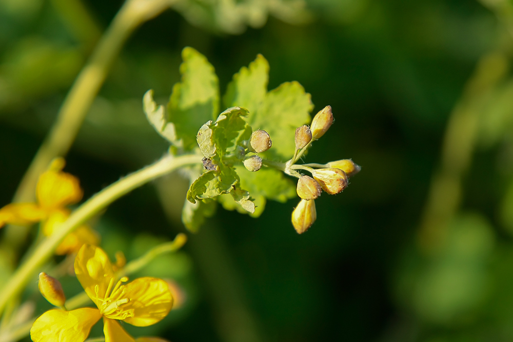 Изображение особи Chelidonium majus.