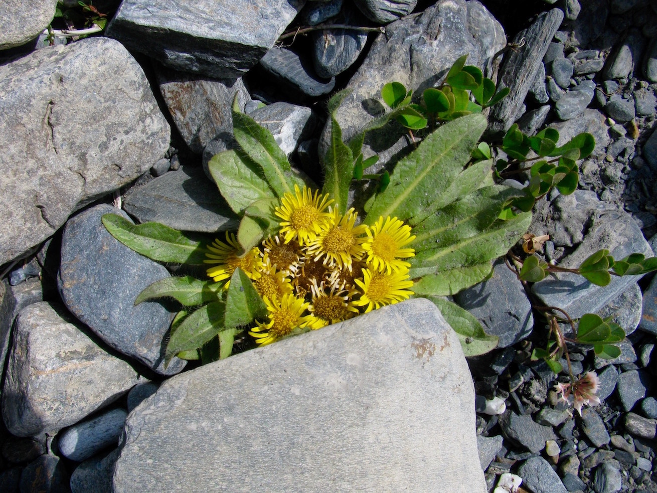 Изображение особи Inula rhizocephala.