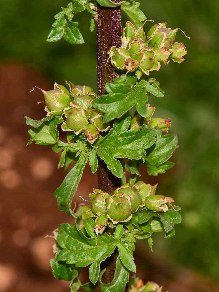 Image of Scrophularia rubricaulis specimen.