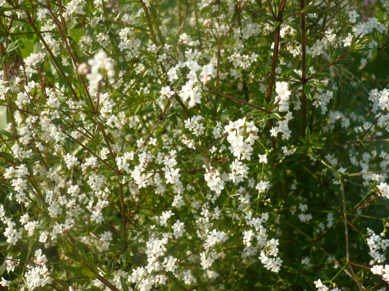 Изображение особи Galium uliginosum.