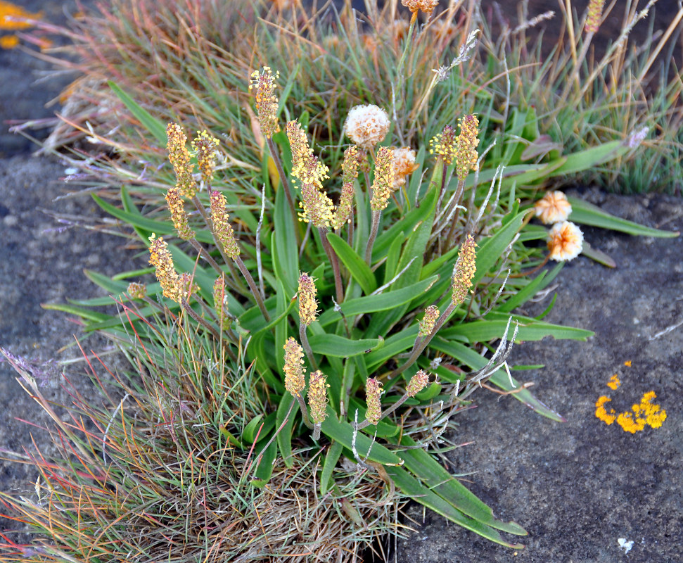 Image of Plantago maritima specimen.