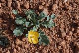 Смотреть изображение Glaucium squamigerum