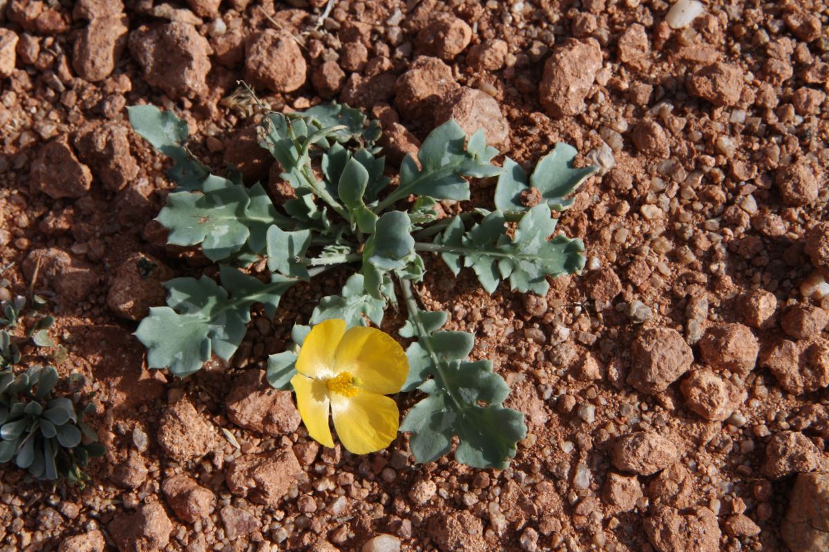 Image of Glaucium squamigerum specimen.