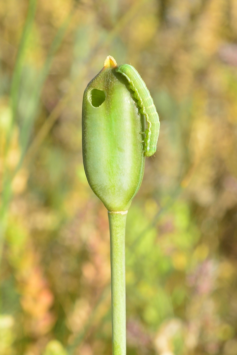 Image of Tulipa kolpakowskiana specimen.