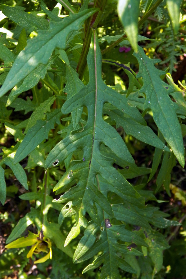 Image of Saussurea pulchella specimen.