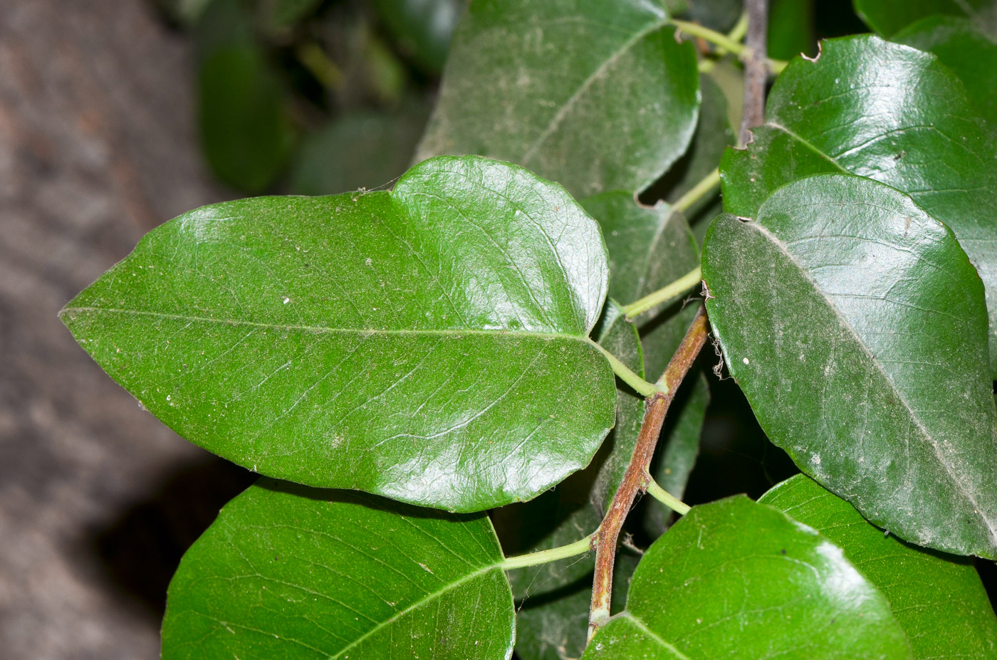 Image of Lauro-cerasus lyonii specimen.