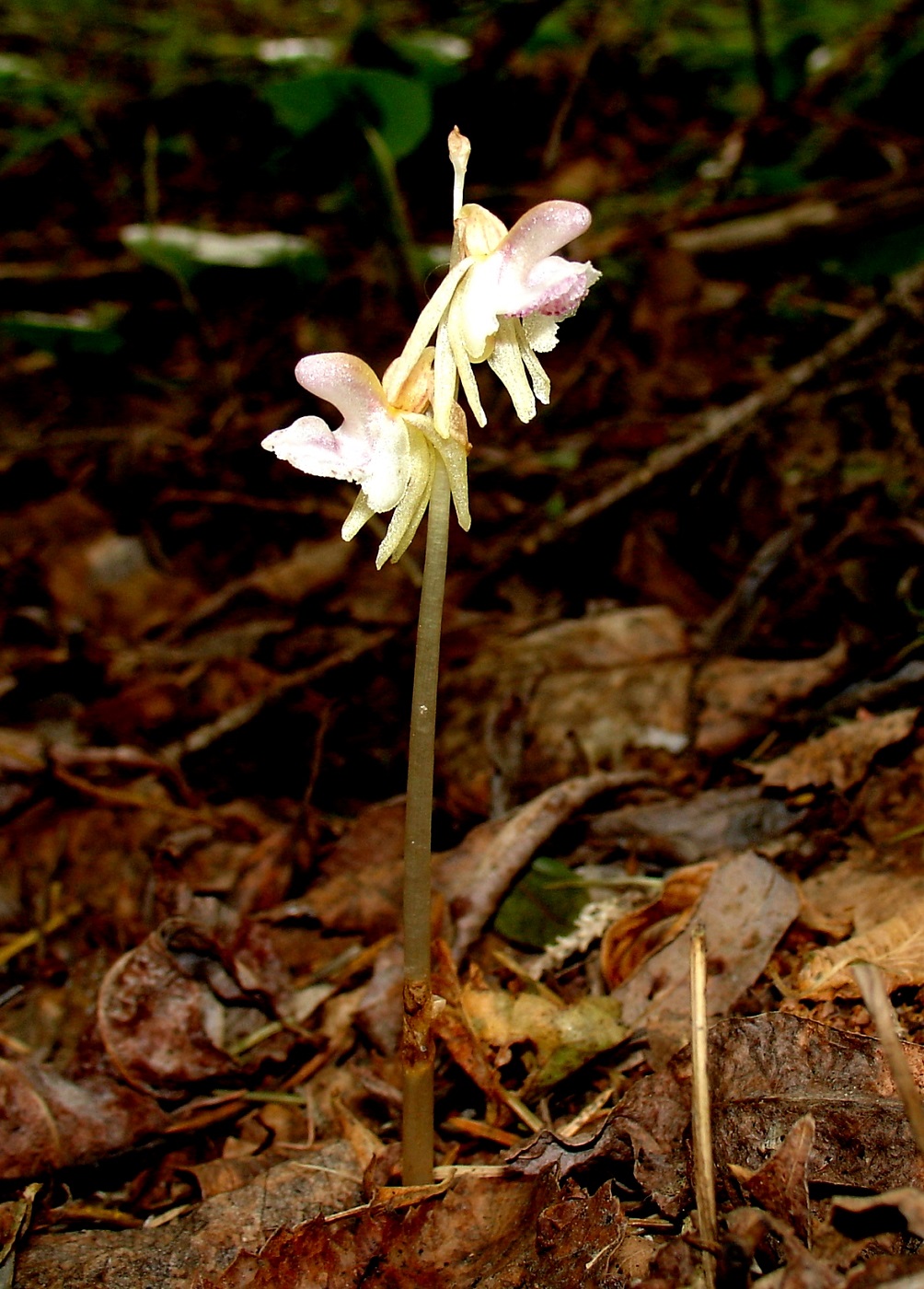 Image of Epipogium aphyllum specimen.