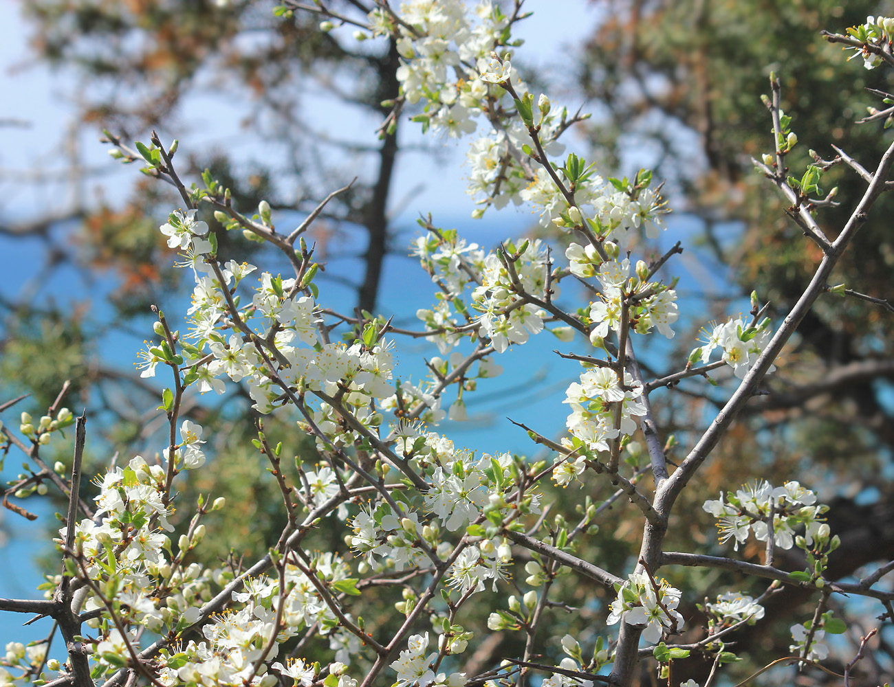 Изображение особи Prunus spinosa.