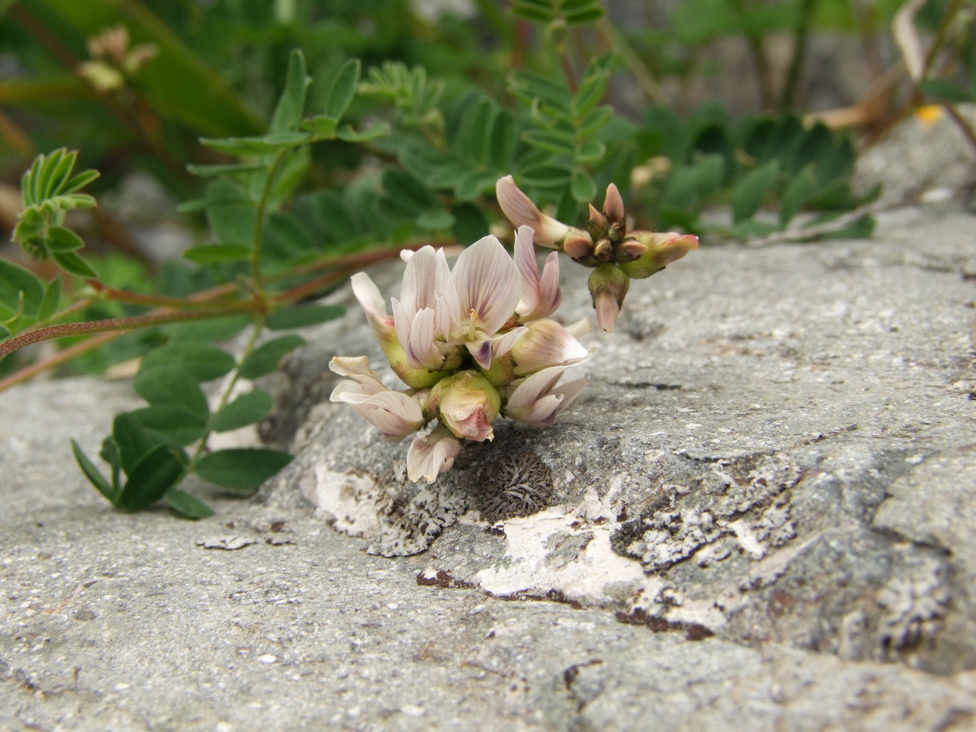 Изображение особи Astragalus vallicoides.