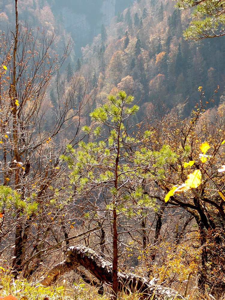 Image of Pinus sylvestris ssp. hamata specimen.