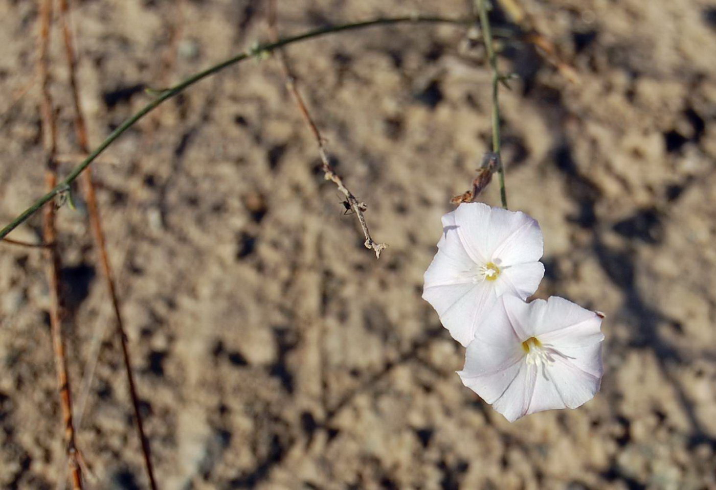 Image of genus Convolvulus specimen.