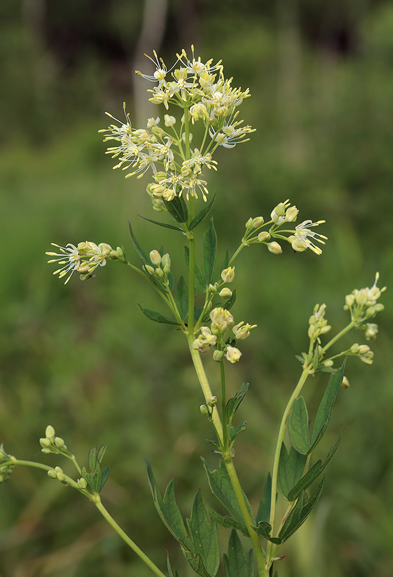 Image of Thalictrum flavum specimen.