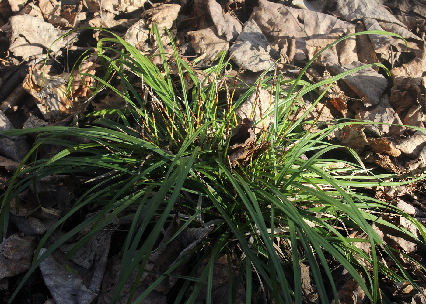 Image of Carex digitata specimen.