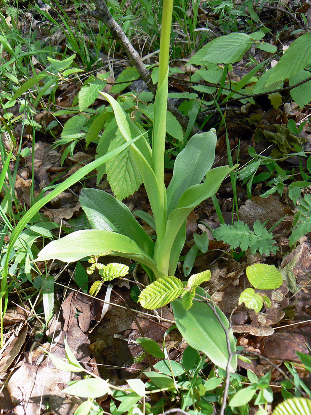 Image of Orchis &times; wulffiana nothosubsp. suckowii specimen.