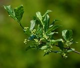 Euonymus europaeus. Ветвь с раскрывшимися цветками соцветий и молодыми листьями. Московская обл., Раменский р-н, окр. дер. Хрипань, садовый участок. 25.05.2017.