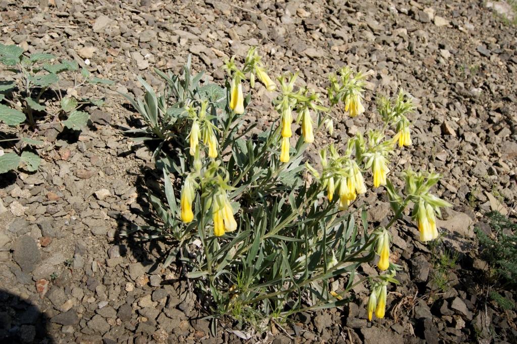 Image of Onosma caucasica specimen.