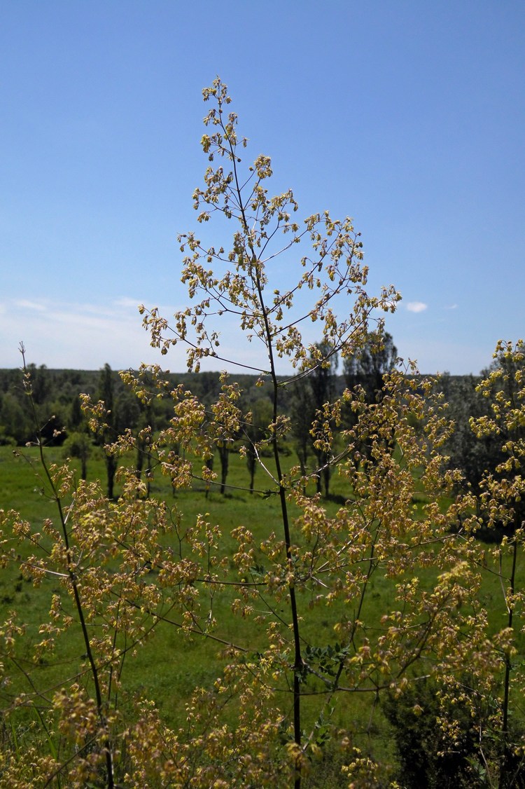 Image of Thalictrum minus specimen.