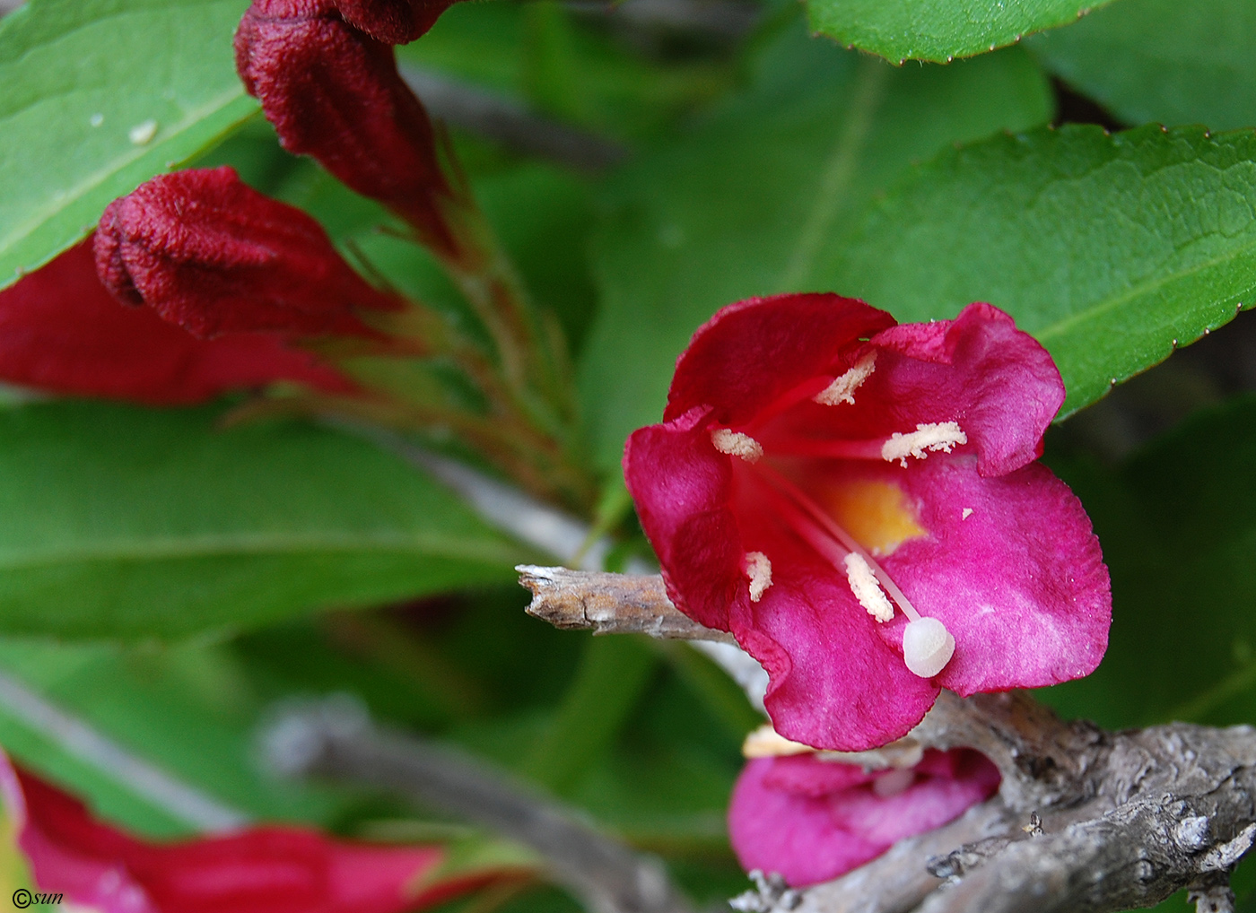 Image of Weigela florida specimen.