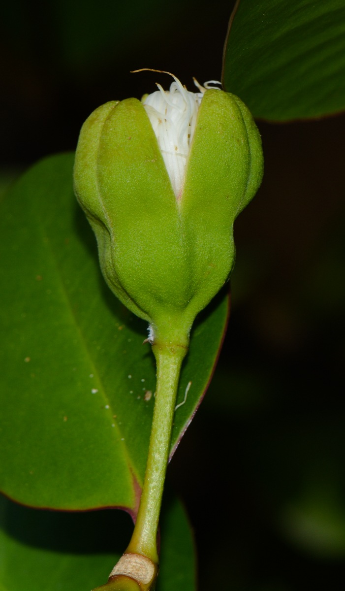 Image of Sonneratia ovata specimen.